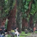 Kondisi pohon-pohon tua di Kota Malang.