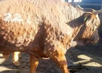 Penyakit Lumpy Disease Skin (LSD) pada sapi