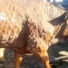 Penyakit Lumpy Disease Skin (LSD) pada sapi