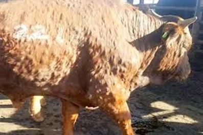 Penyakit Lumpy Disease Skin (LSD) pada sapi