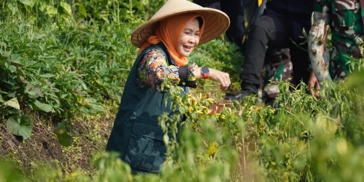 Wali Kota Batu, Dewanti Rumpoko, ikut panen besar-besaran hasil tanaman pangan di lahan belakang Sendratari Arjuna Wiwaha di Kelurahan Sisir, Kota Batu, Selasa (13/12/2022).