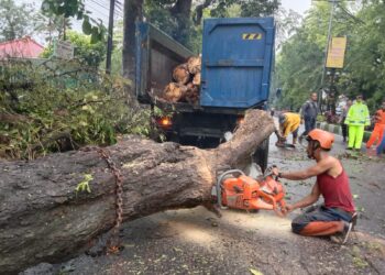 Potongan pohon menumpuk di DLH Kota Malang