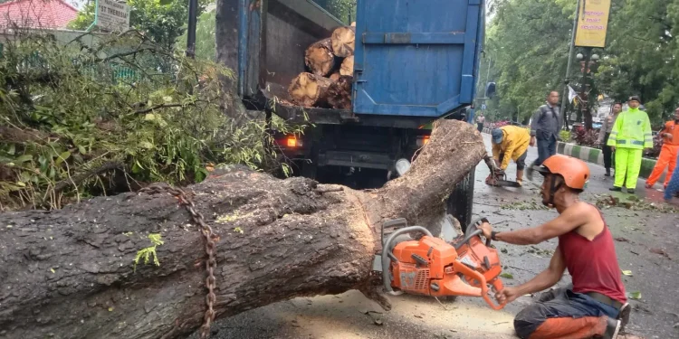 Potongan pohon menumpuk di DLH Kota Malang