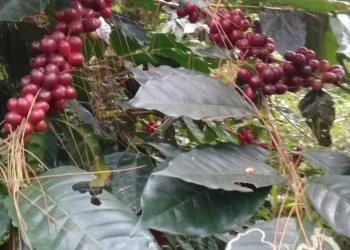 Kopi Merah Jambuwer