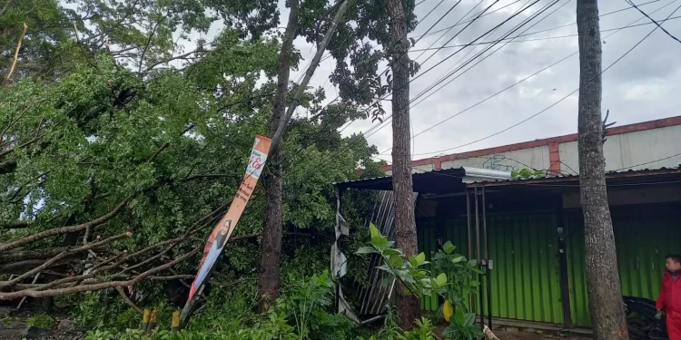 Pohon tumbang timpa kios
