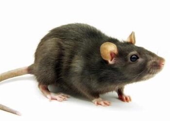 Ilustrasi penyakit kencing tikus.