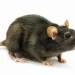 Ilustrasi penyakit kencing tikus.