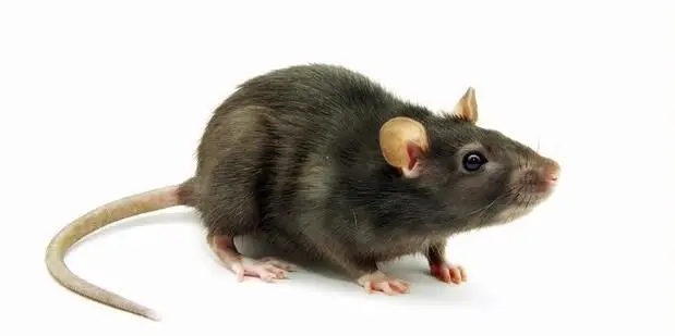 Ilustrasi penyakit kencing tikus.