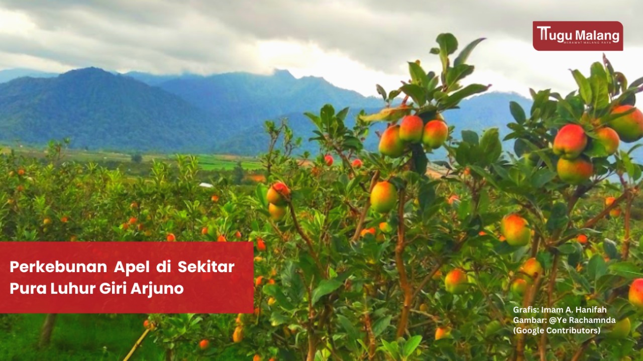Perkebunan apel di sekitar Pura Luhur Giri Arjuno.