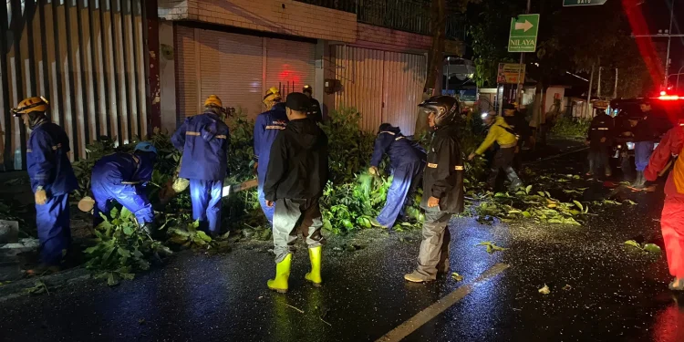 Pohon tumbang di malam tahun baru
