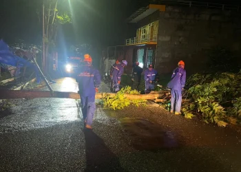 Pohon tumbang di 12 Titik Kota Batu pada malam tahun baru 2023