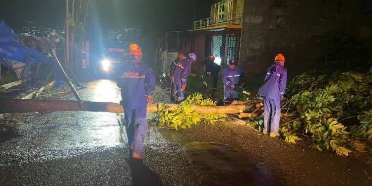 Pohon tumbang di 12 Titik Kota Batu pada malam tahun baru 2023
