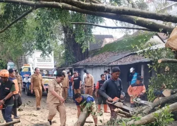 Petugas melakukan evakuasi pohon tumbang