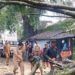 Petugas melakukan evakuasi pohon tumbang