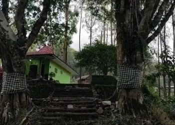 2 pohon besar yang berada di sebelum pintu masuk Kraton Gunung Kawi.