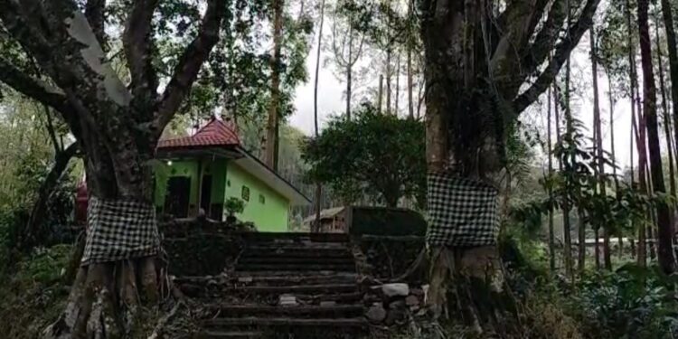 2 pohon besar yang berada di sebelum pintu masuk Kraton Gunung Kawi.