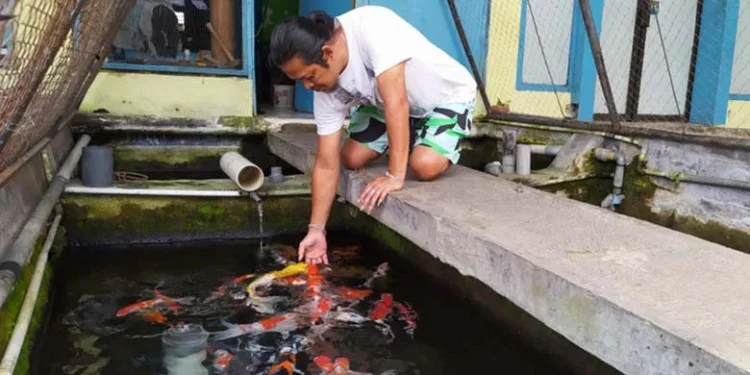 pasar bibit ikan