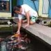 pasar bibit ikan