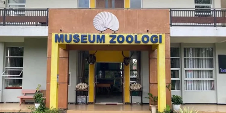 Museum satwa