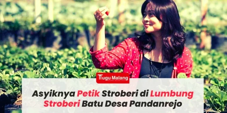 stoberi