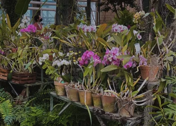 Anggrek bulan (Phalaenopsis amabilis), anggrek endemik asli Indonesia yang ditetapkan menjadi Puspa Pesona Indonesia.