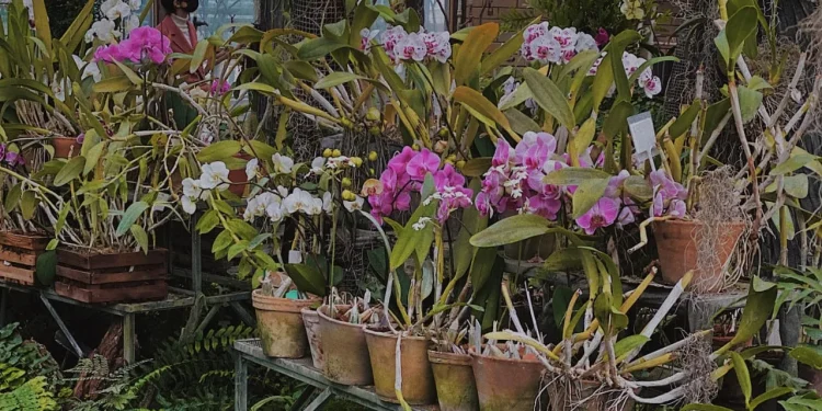 Anggrek bulan (Phalaenopsis amabilis), anggrek endemik asli Indonesia yang ditetapkan menjadi Puspa Pesona Indonesia.