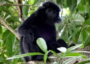 Lutung jawa