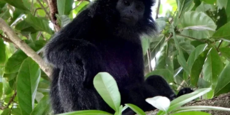 Lutung jawa