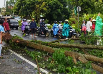 waspada pohon tumbang di Kota Batu