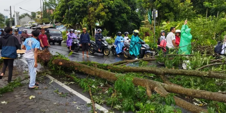 waspada pohon tumbang di Kota Batu