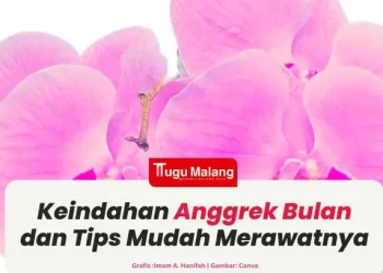 Angrek Bulan
