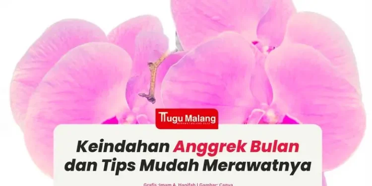 Angrek Bulan