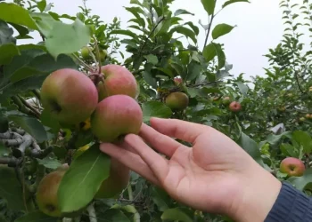 Apel menjadi komoditas utama hasil pertanian Kota Batu pada masanya. Kini, produktivitasnya terus menurun tiap tahunnya. Petani apel berharap Pemda bisa melakukan intervensi penanganan serius.