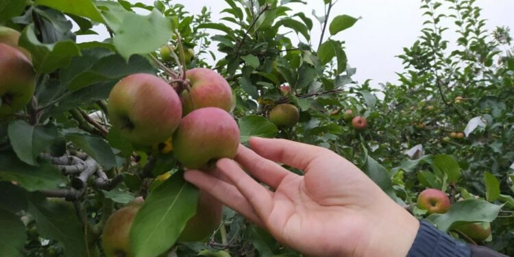 Apel menjadi komoditas utama hasil pertanian Kota Batu pada masanya. Kini, produktivitasnya terus menurun tiap tahunnya. Petani apel berharap Pemda bisa melakukan intervensi penanganan serius.