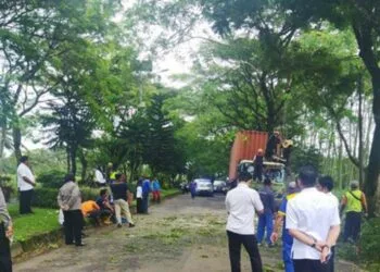 Truk kontainer serempet pohon trembesi dan tumbang