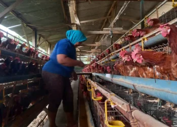 Seorang karyawan hendak memberi obat bagi ayam yang sakit.
