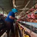Seorang karyawan hendak memberi obat bagi ayam yang sakit.