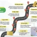 Infografis Tabungan Emas Pegadaian.