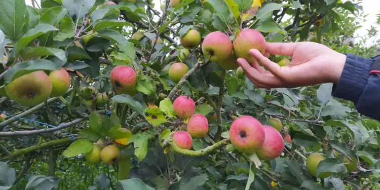 Petani Apel Kota Batu
