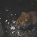 kencing tikus menular