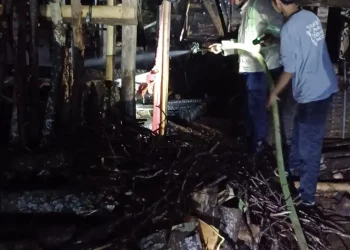 Kandang Sapi Terbakar