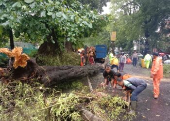 Ilustrasi bencana pohon tumbang yang terjadi di Kota Malang.