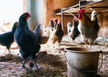 Ayam menjadi hewan unggas yang rentan tertular flu burung atau virus H5N1. Meski masih belum ditemukan penyakit ini menular ke manusia, masyarakat diimbau waspada dan kembali menerapkan prinsip 3 M.