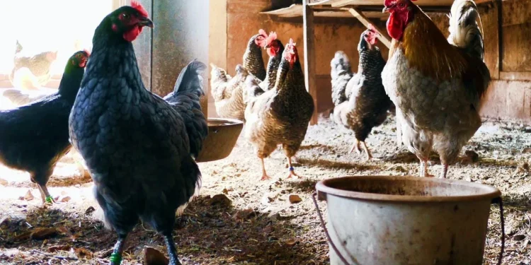 Ayam menjadi hewan unggas yang rentan tertular flu burung atau virus H5N1. Meski masih belum ditemukan penyakit ini menular ke manusia, masyarakat diimbau waspada dan kembali menerapkan prinsip 3 M.