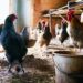 Ayam menjadi hewan unggas yang rentan tertular flu burung atau virus H5N1. Meski masih belum ditemukan penyakit ini menular ke manusia, masyarakat diimbau waspada dan kembali menerapkan prinsip 3 M.