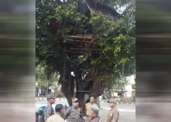 tinggal di pohon beringin