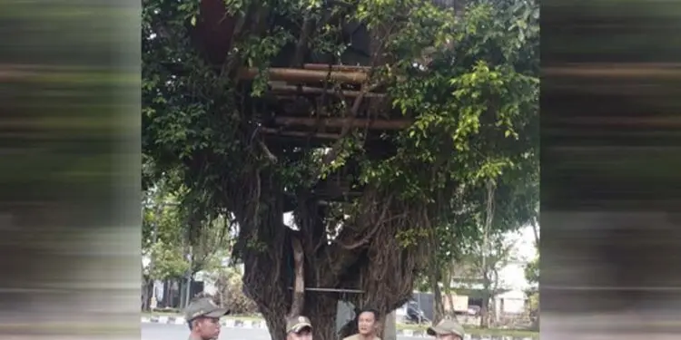 tinggal di pohon beringin
