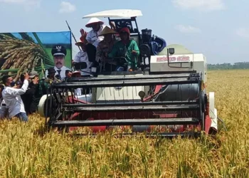 Bupati Malang menaiki kendaraan pemotong padi pada panen raya di kabupaten Malang