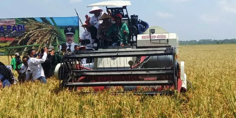 Bupati Malang menaiki kendaraan pemotong padi pada panen raya di kabupaten Malang