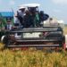 Bupati Malang menaiki kendaraan pemotong padi pada panen raya di kabupaten Malang